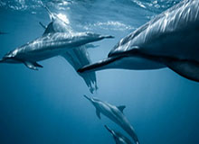 安全平台-九游体育在线:让热爱体育的你在每一刻与赛事同频